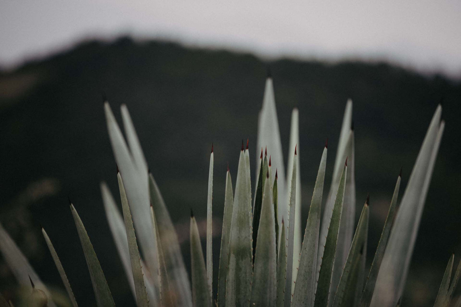 Mezcal comes from an estimated 50 agave species while tequila only comes from agave tequilana weber aka “blue agave”. This makes for a much wider variety of flavors in mezcal. Similar to grape varietal in wine, each agave varietal carries its own flavor characteristics and takes a specific amount of time to grow until production ready. This can range from 3 to 35 years!