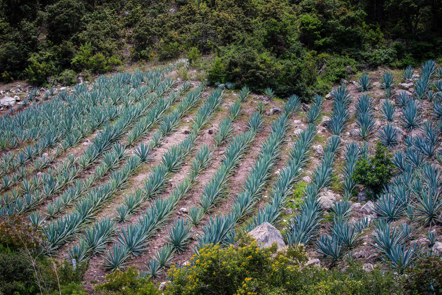 There are approximately 270 Agave plant species in which about 50 of those produce Mezcal. Here are the names of a few that your more likely to come across...