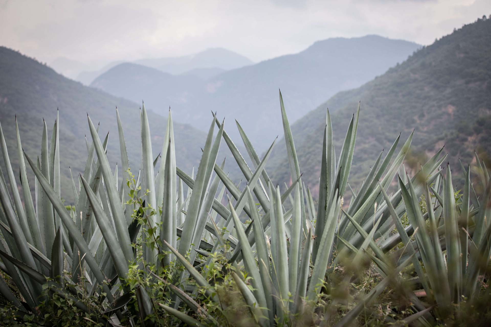 Fully mature agave plant used for artisanal mezcal